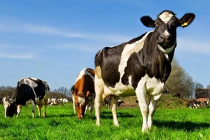 Madinor SA Agropecuaria en Uruguay